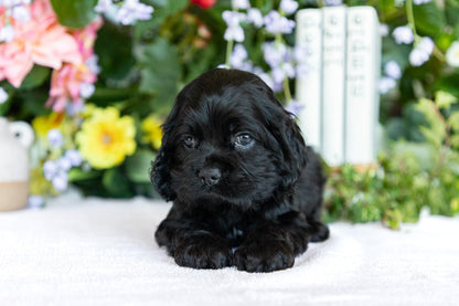Cocker Spaniel Male (Scottie)