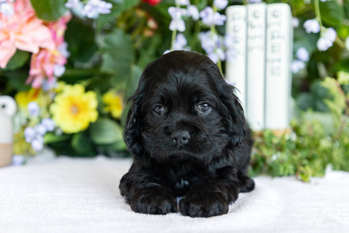 Cocker Spaniel Male (Scottie)