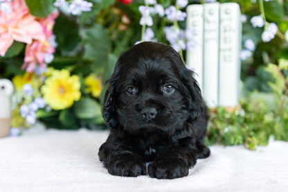 Cocker Spaniel Male (Scottie)