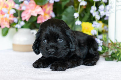 Cocker Spaniel Male (Scottie)