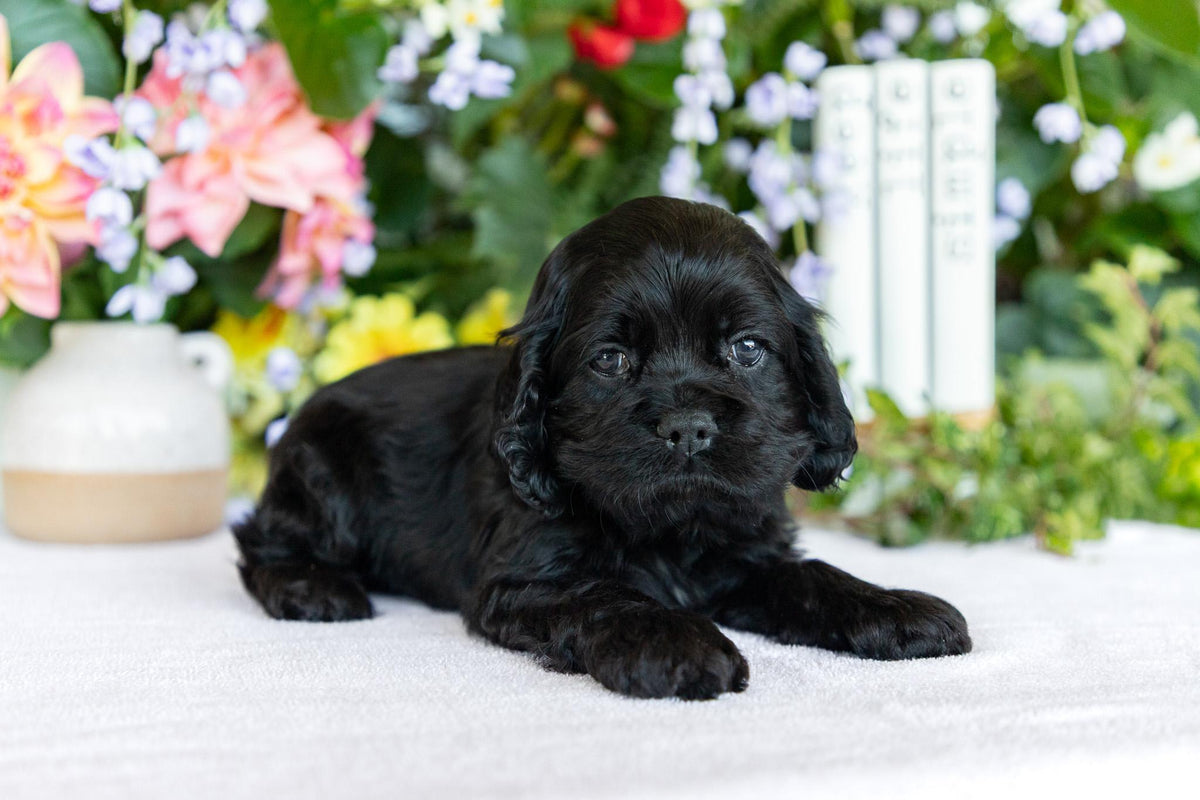 Cocker Spaniel Male (Scottie)