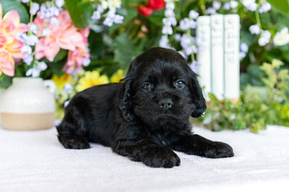 Cocker Spaniel Male (Scottie)