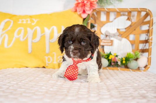 Crew-Cocker Spaniel Male