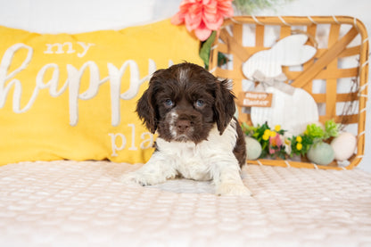 Crew-Cocker Spaniel Male