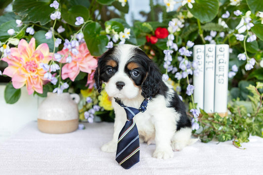 Cavalier King Charles Male (Kai)
