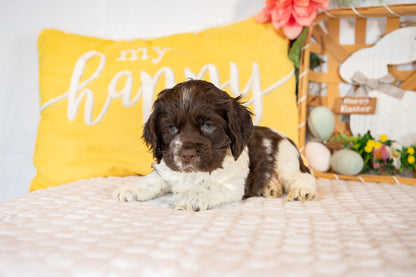 Crew-Cocker Spaniel Male