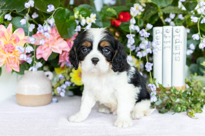 Cavalier King Charles Male (Kai)