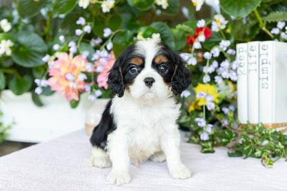 Cavalier King Charles Male (Kai)