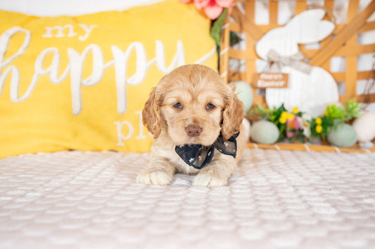 Camilla-Cocker Spaniel Female