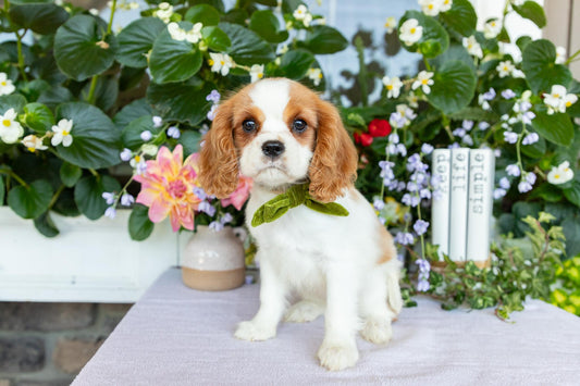 Cavalier King Charles Spaniel Female (Ellianna)