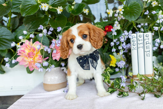 Cavalier King Charles Spaniel Female (Elodie)