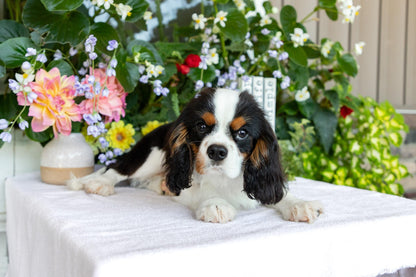 Cavalier King Charles Spaniel Male (Henry)