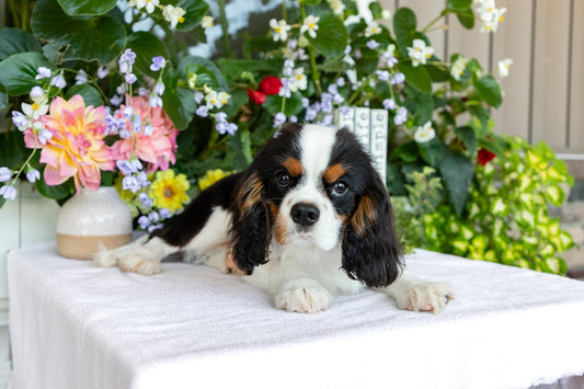Cavalier King Charles Spaniel Male (Henry)