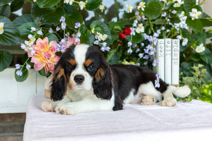 Cavalier King Charles Spaniel Male (Henry)