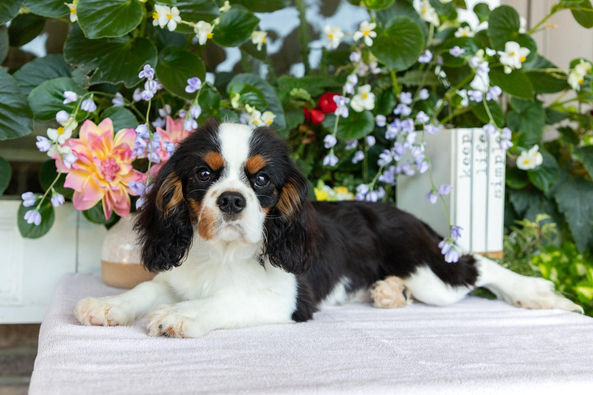 Cavalier King Charles Spaniel Male (Henry)