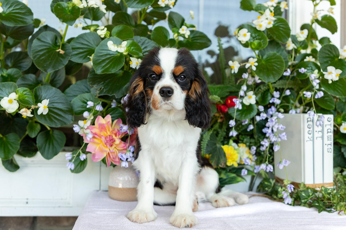 Cavalier King Charles Spaniel Male (Henry)