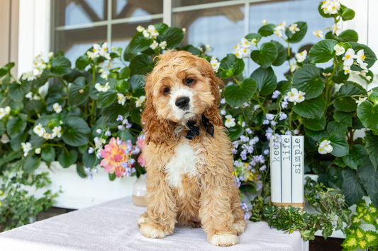 Cocker Spaniel Female (Alina)
