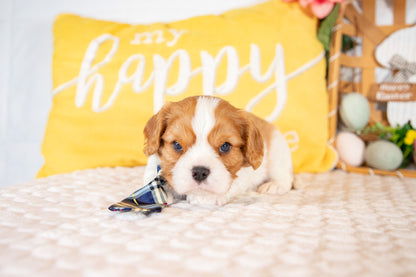 Kingsley-Cavalier King Charles Male