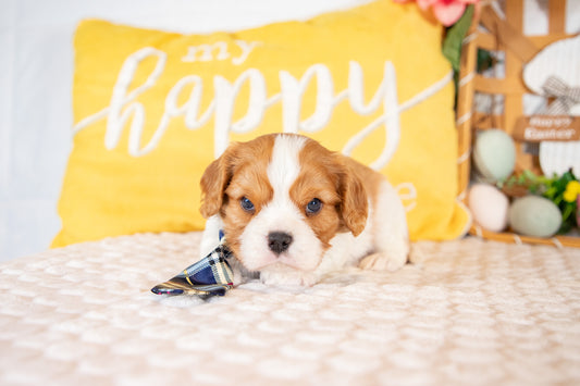 Kingsley-Cavalier King Charles Male