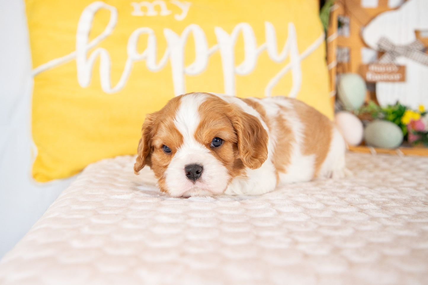 Kingsley-Cavalier King Charles Male