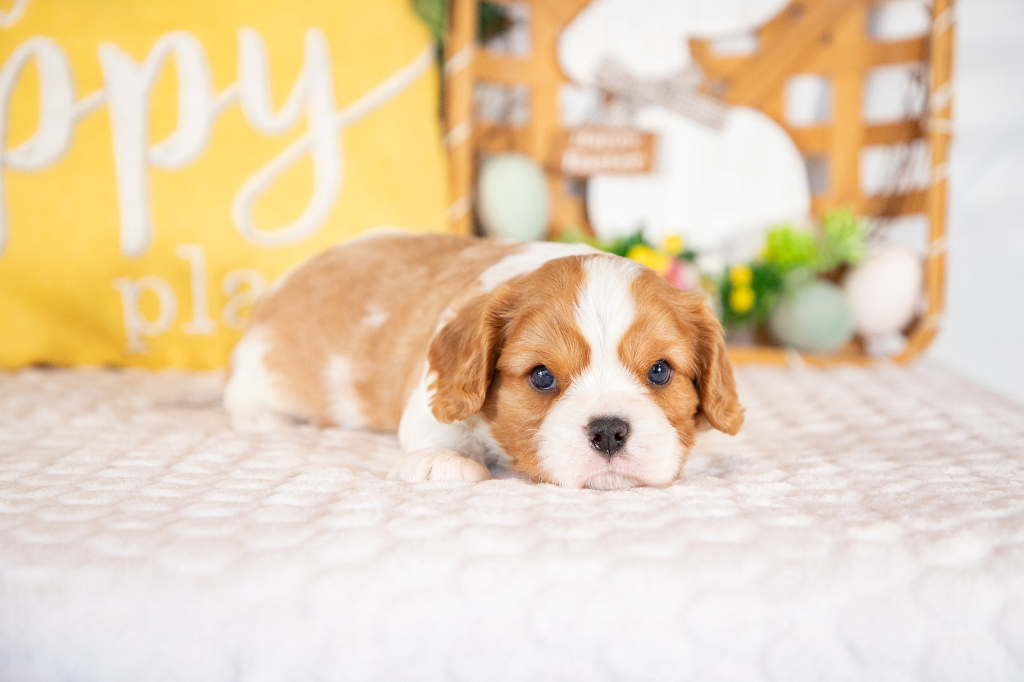 Kingsley-Cavalier King Charles Male