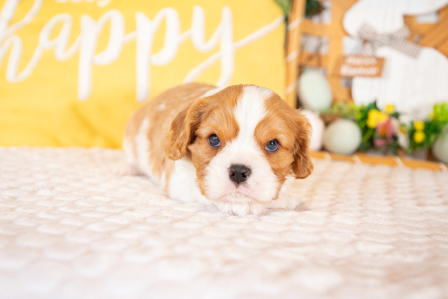 Kingsley-Cavalier King Charles Male