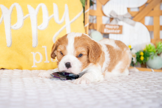 Knox-Cavalier King Charles Male