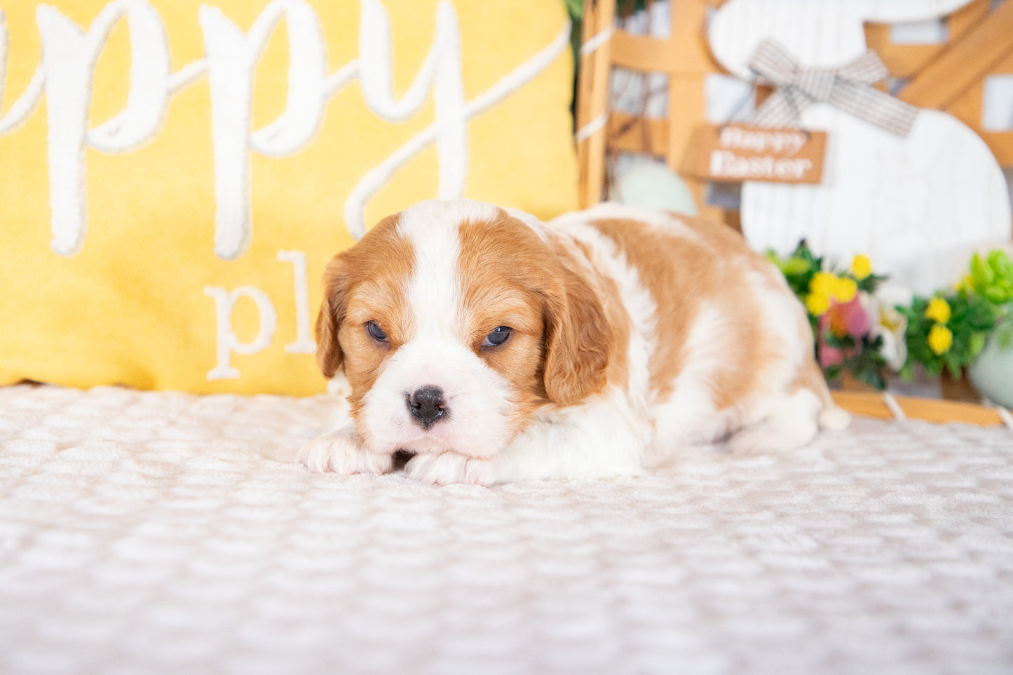 Knox-Cavalier King Charles Male