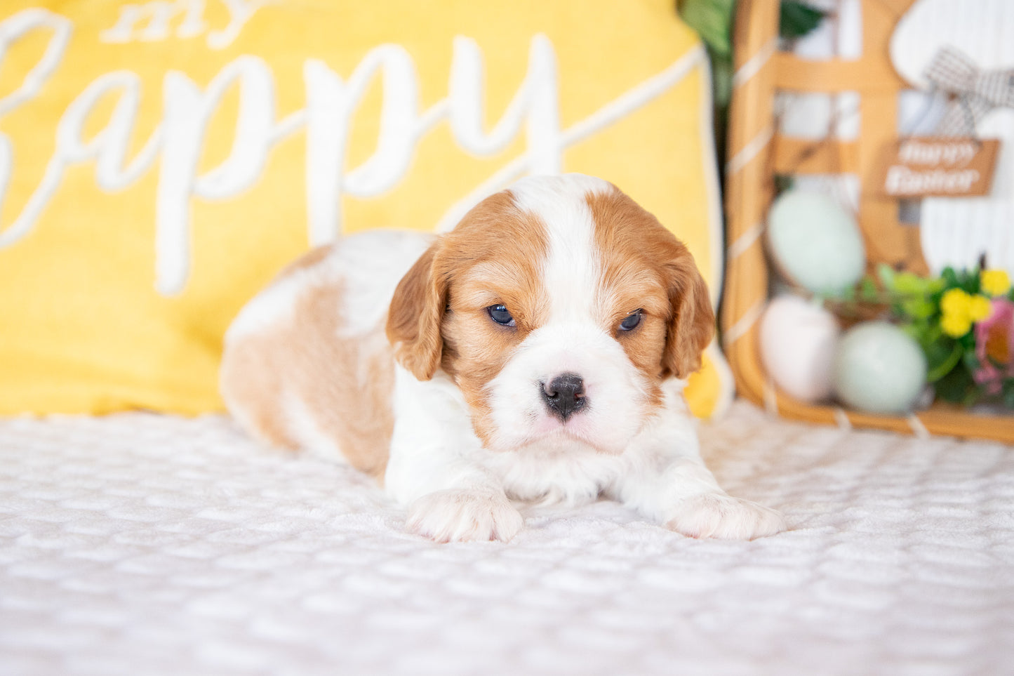 Knox-Cavalier King Charles Male