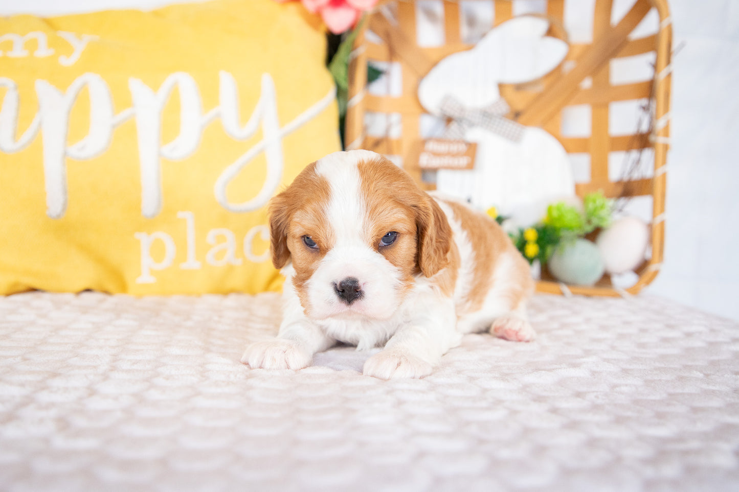 Knox-Cavalier King Charles Male
