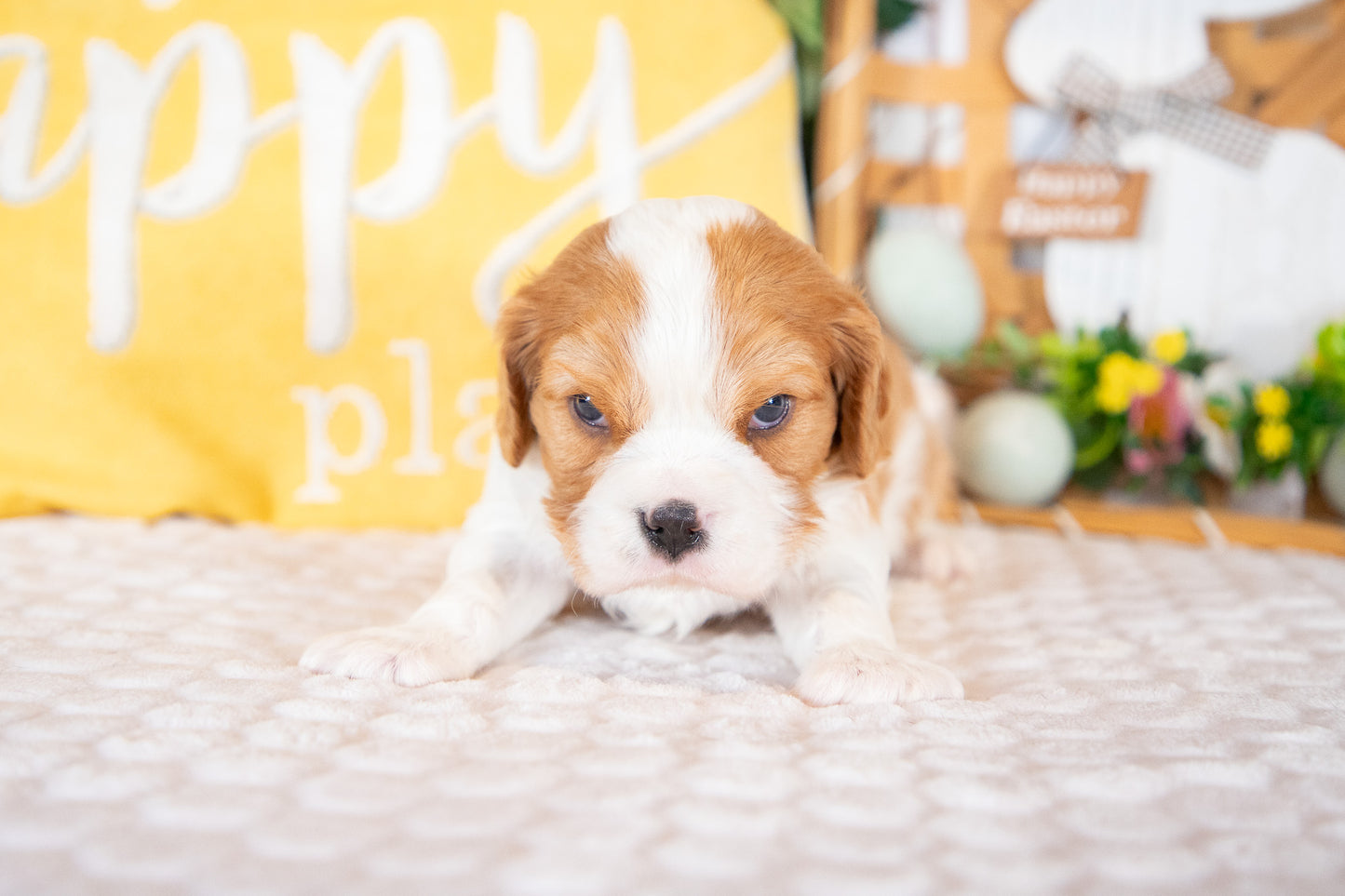 Knox-Cavalier King Charles Male