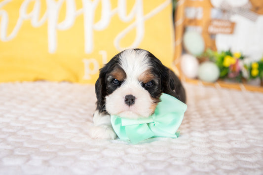 Katniss-Cavalier King Charles Female