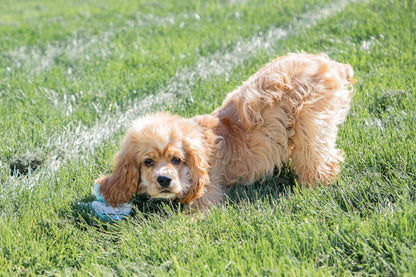 Cody - Cocker Male