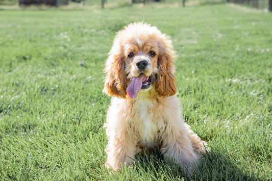 Cody - Cocker Male