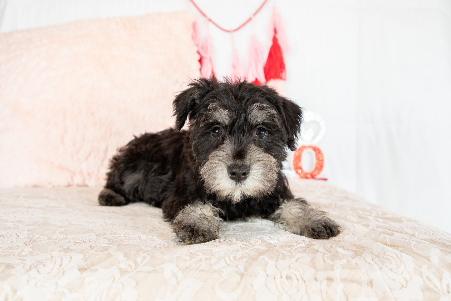 Hank- Miniature Schnauzer Male