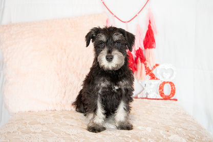 Hank- Miniature Schnauzer Male