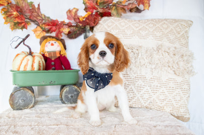 Christmas-Cavalier King Charles Female