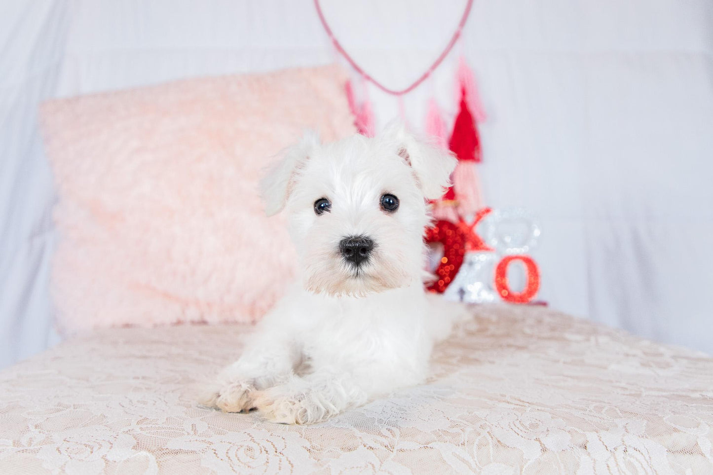 Snow- Miniature Schnauzer Female