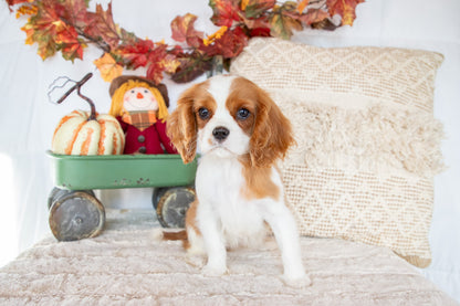 Christmas-Cavalier King Charles Female