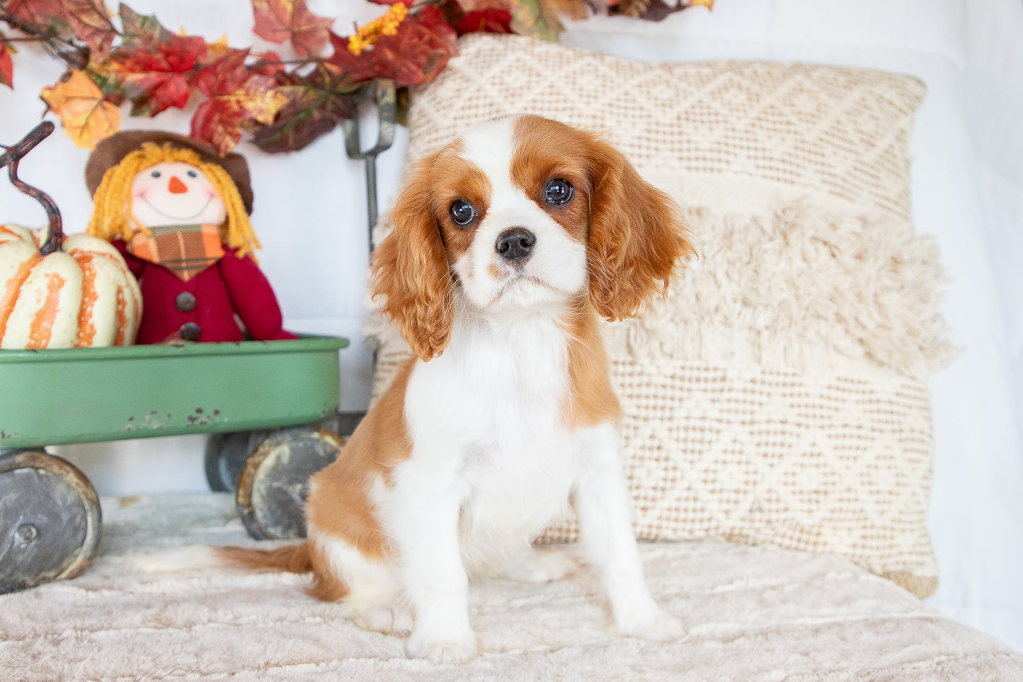 Christmas-Cavalier King Charles Female