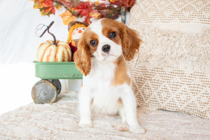 Christmas-Cavalier King Charles Female