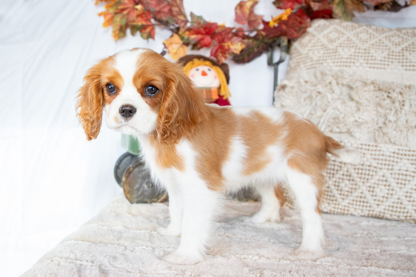 Christmas-Cavalier King Charles Female