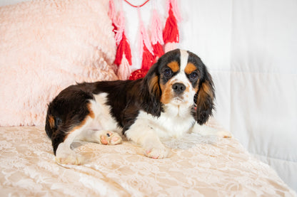 Xadrian-Cavalier King Charles Male