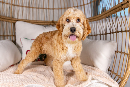 Holland-Cockapoo Male