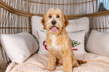 Holland-Cockapoo Male