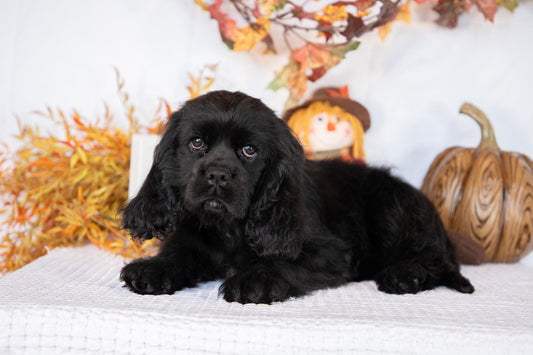 Cockalier Male (Eli)