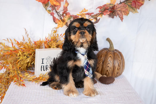 Cockalier Male (Benny)