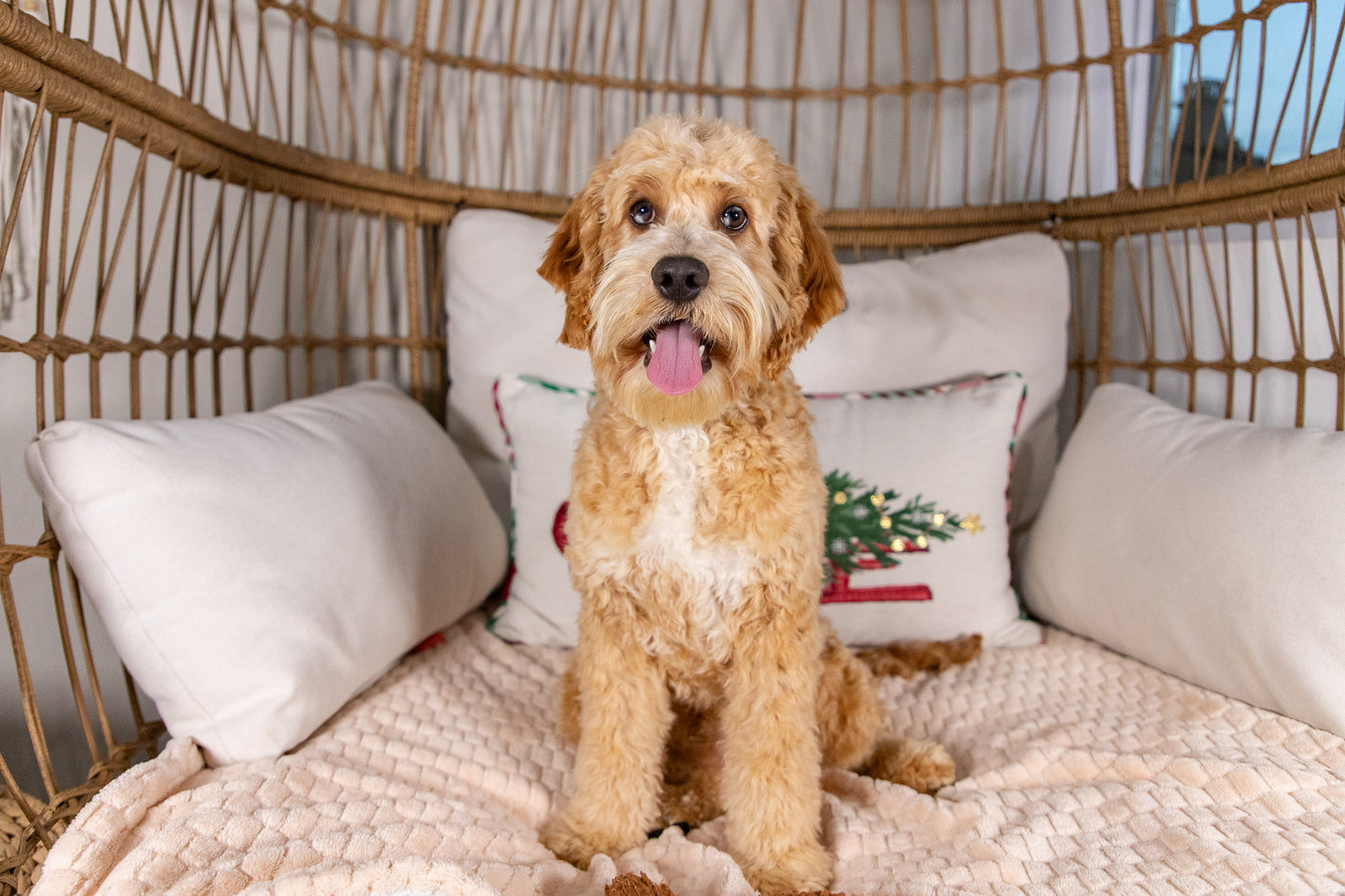 Holland-Cockapoo Male