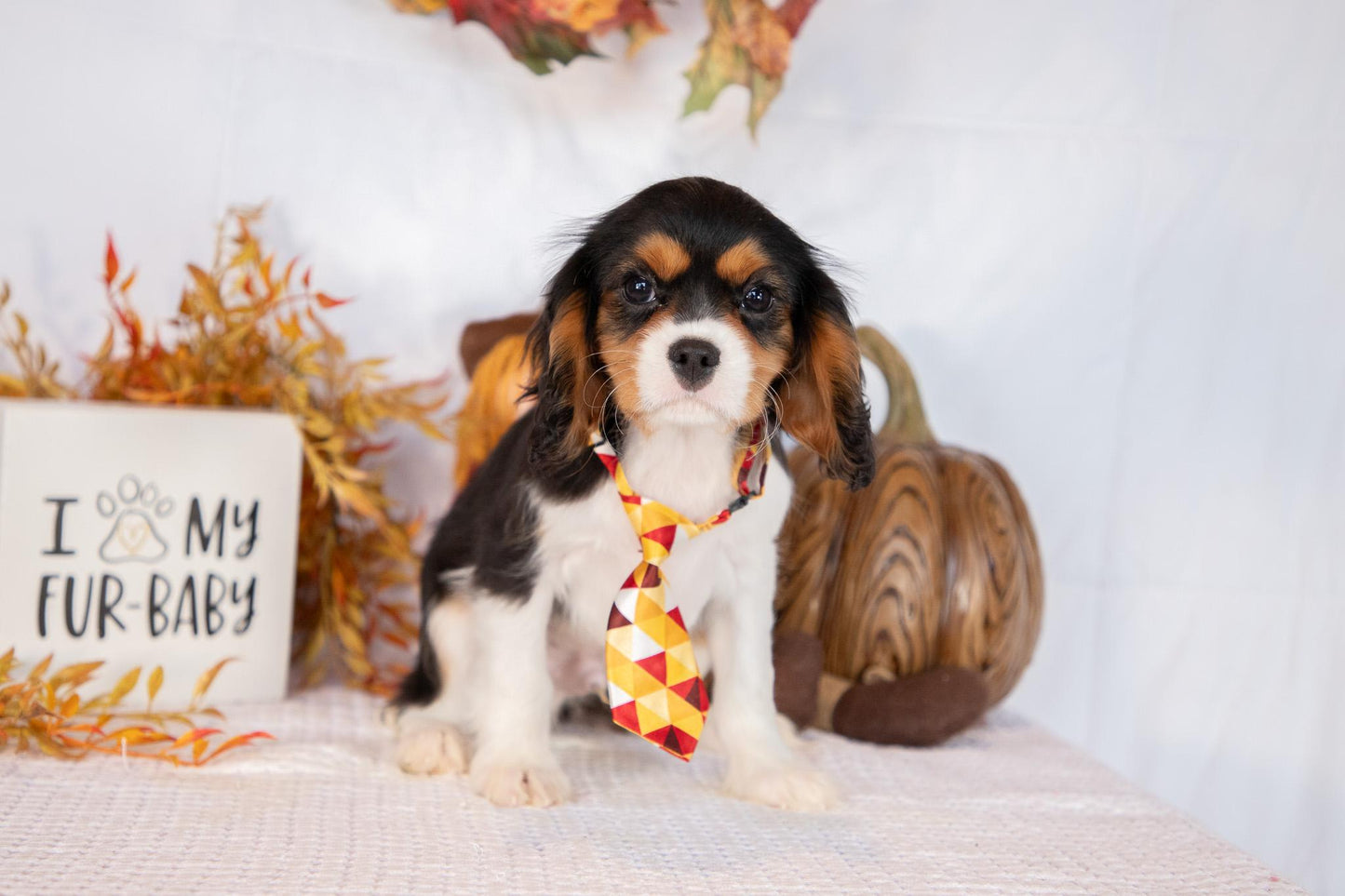 Cavalier King Charles Male (Luca)