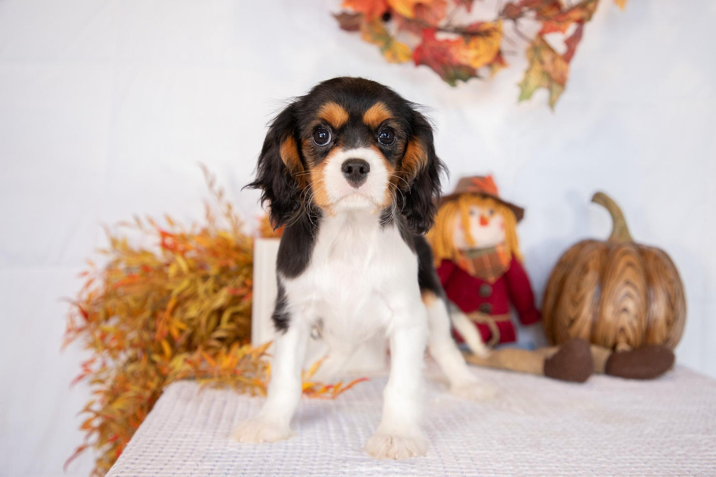 Cavalier King Charles Male (Luca)